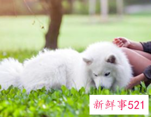 梦见狗财运好不好