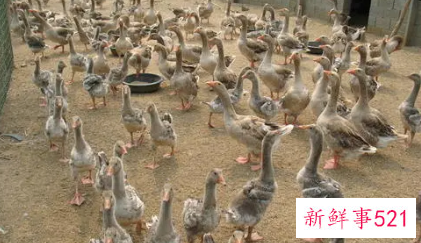 个人养殖技术培训总结