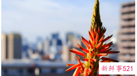 梦见芦荟开花有什么征兆