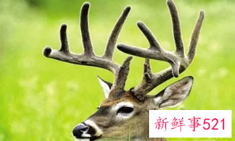 梦见家里来了一头鹿