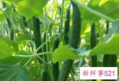 梦见去别人地里摘黄瓜的预兆