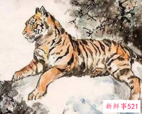 属虎男和属鸡女属相合不合