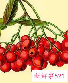 山楂的功效与作用有哪一些