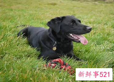 女人梦见黑狗死了什么预兆