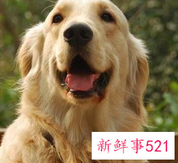 金毛犬要怎么喂养