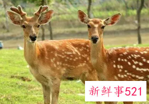 梦见家里来了一头鹿