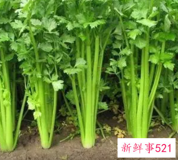 容易减肥的食物前十名