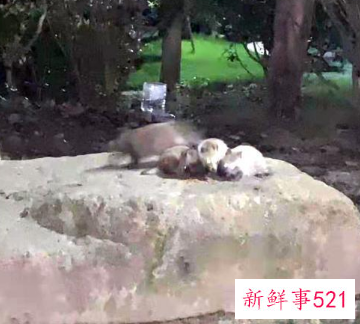 上海野生貉毫无征兆扑上来“袭击”