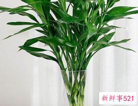 风水十大吉祥花有哪些