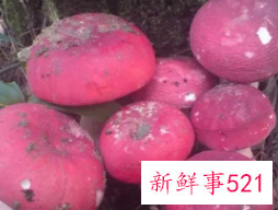 红菇的功效与作用