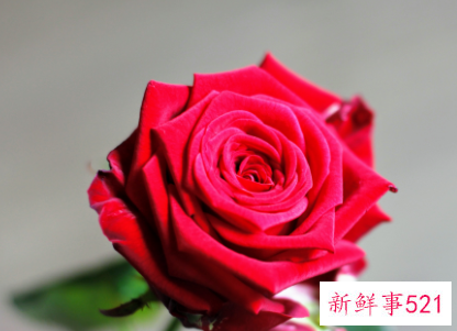 玫瑰花语代表什么