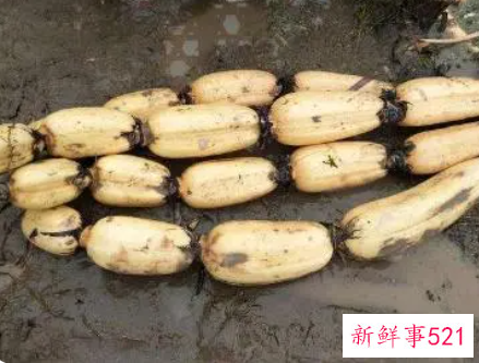 怎么挑选莲藕比较粉的