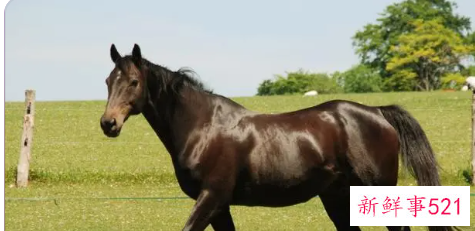 属马为什么还留着前任的联系方式