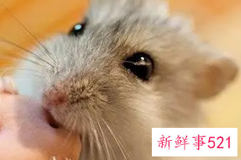 属鼠人好运微信名字