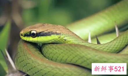 2022年属蛇大忌颜色