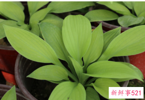 养殖的白玉簪叶子枯黄怎么救才能救活