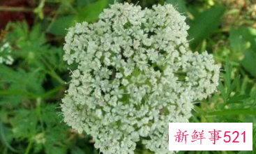 吃细叶芹的好处