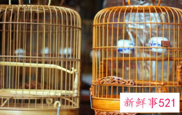 养鸟的风水禁忌