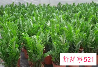 金钱树的繁殖方法