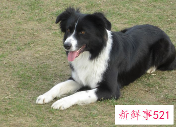 牧羊犬的性格