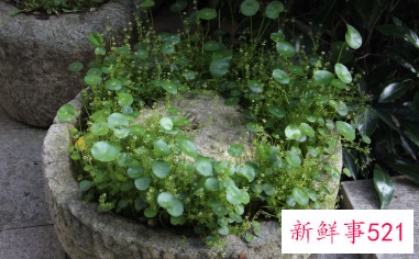 铜钱草的根怎么水培