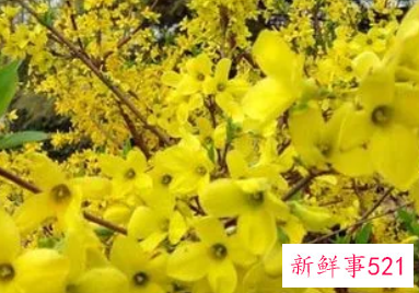 连翘的安全用量多少克