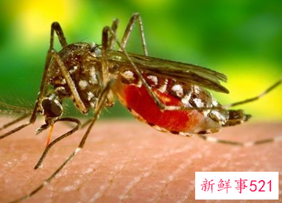 梦见蚊子代表了什么