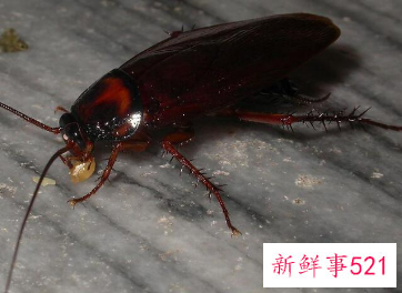 家里有蟑螂怎么除根