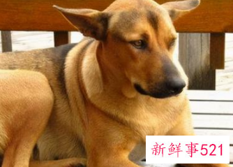 新手穷人养什么狗