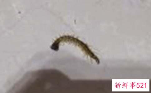 梦见蜈蚣咬我是什么寓意