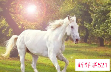 属马的人不适合养什么