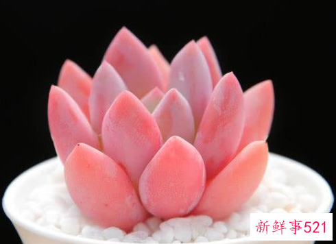 奥普琳娜的养殖方法和注意事项