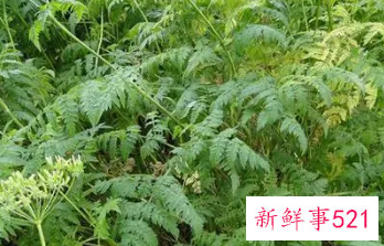 吃细叶芹的好处