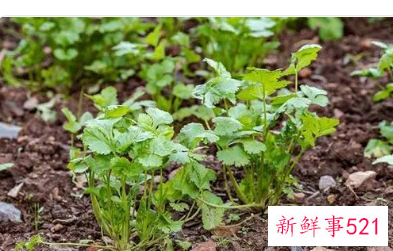 香菜的副作用对男人