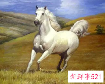 属马的人不适合养什么