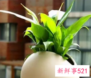 办公室摆放什么花招财