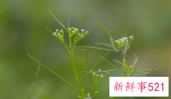 吃细叶芹的好处
