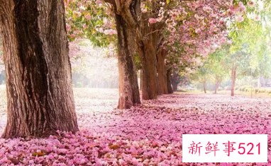 最浪漫的表白方式句子