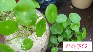 铜钱草的根怎么水培