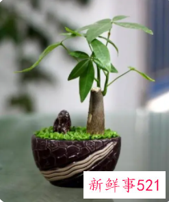 家里放什么招财运好