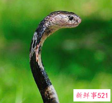 梦见阳台上有条蛇