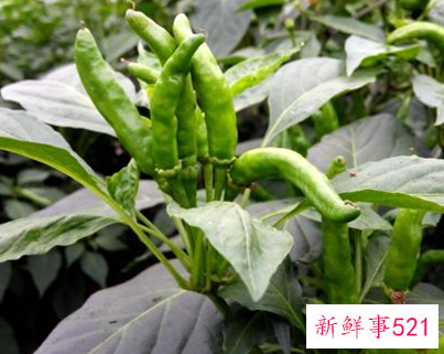 孕妇梦见偷辣椒是什么意思