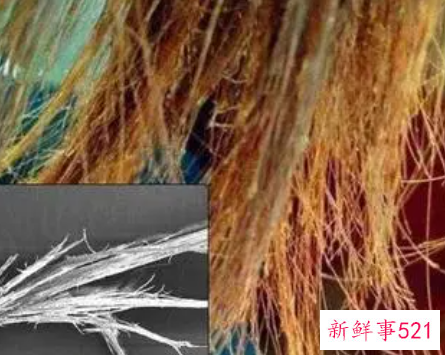 头发分叉能养回来吗