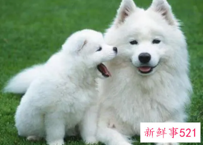 顺口招财的狗名