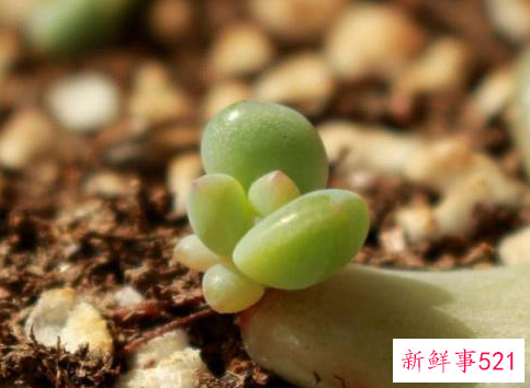 奥普琳娜的养殖方法和注意事项