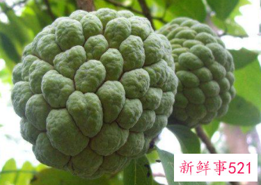 营养最全的食物