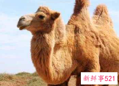 刚出生的骆驼有多大