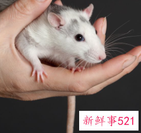 梦见老鼠在床上乱窜