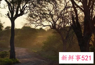 梦见死去的儿子还活着的含义