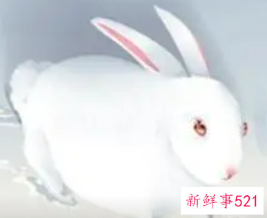 男属牛女属兔婚姻相配吗